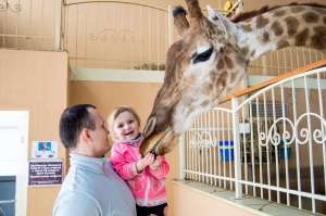 Нашим відвідувачам. Години годування жирафи